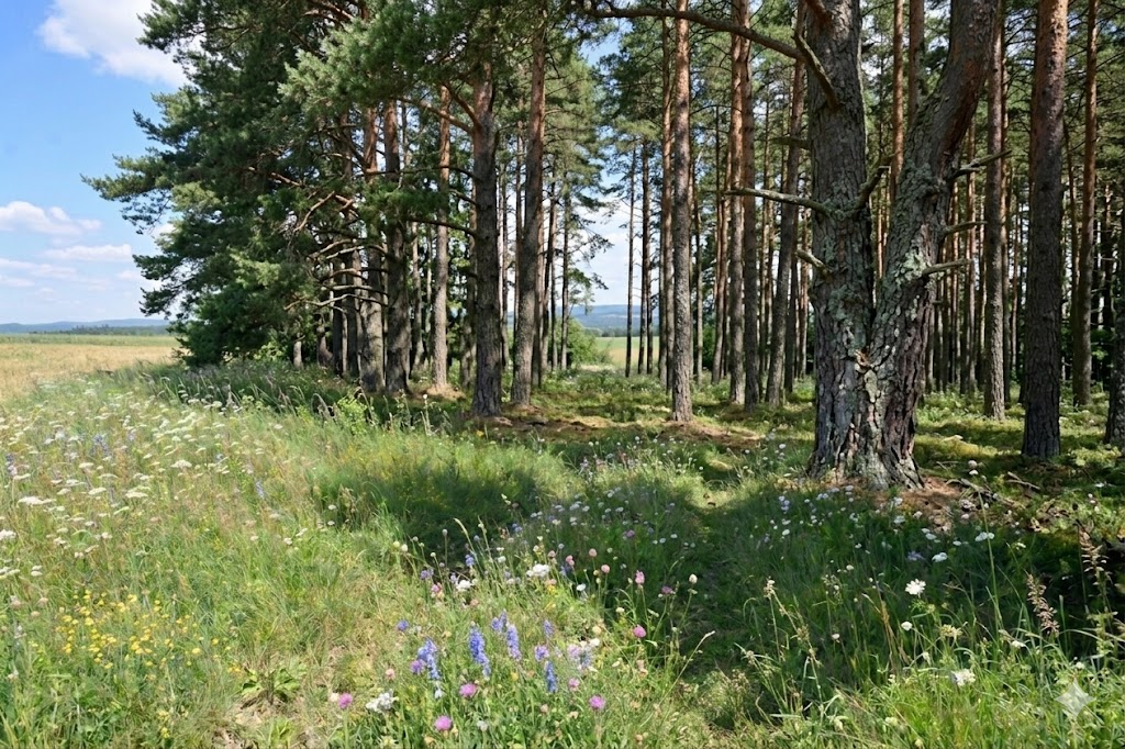 Bardzo ciężkie zaroślnięcie